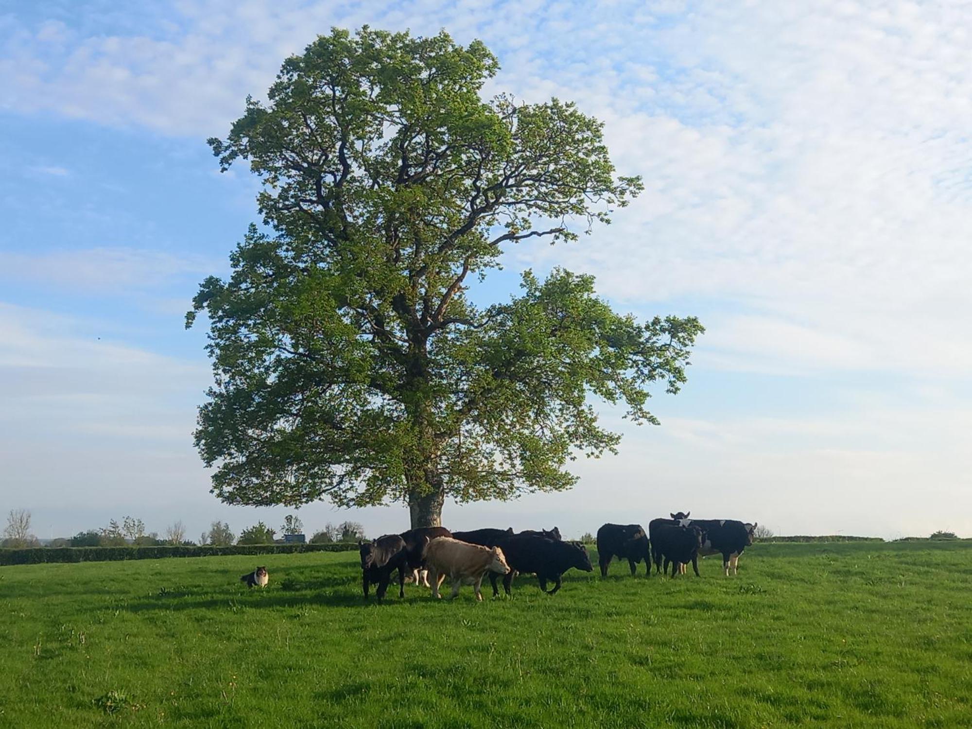 Kitty'S Cottage - Horse And Jockey, Cashel Thurles Luaran gambar